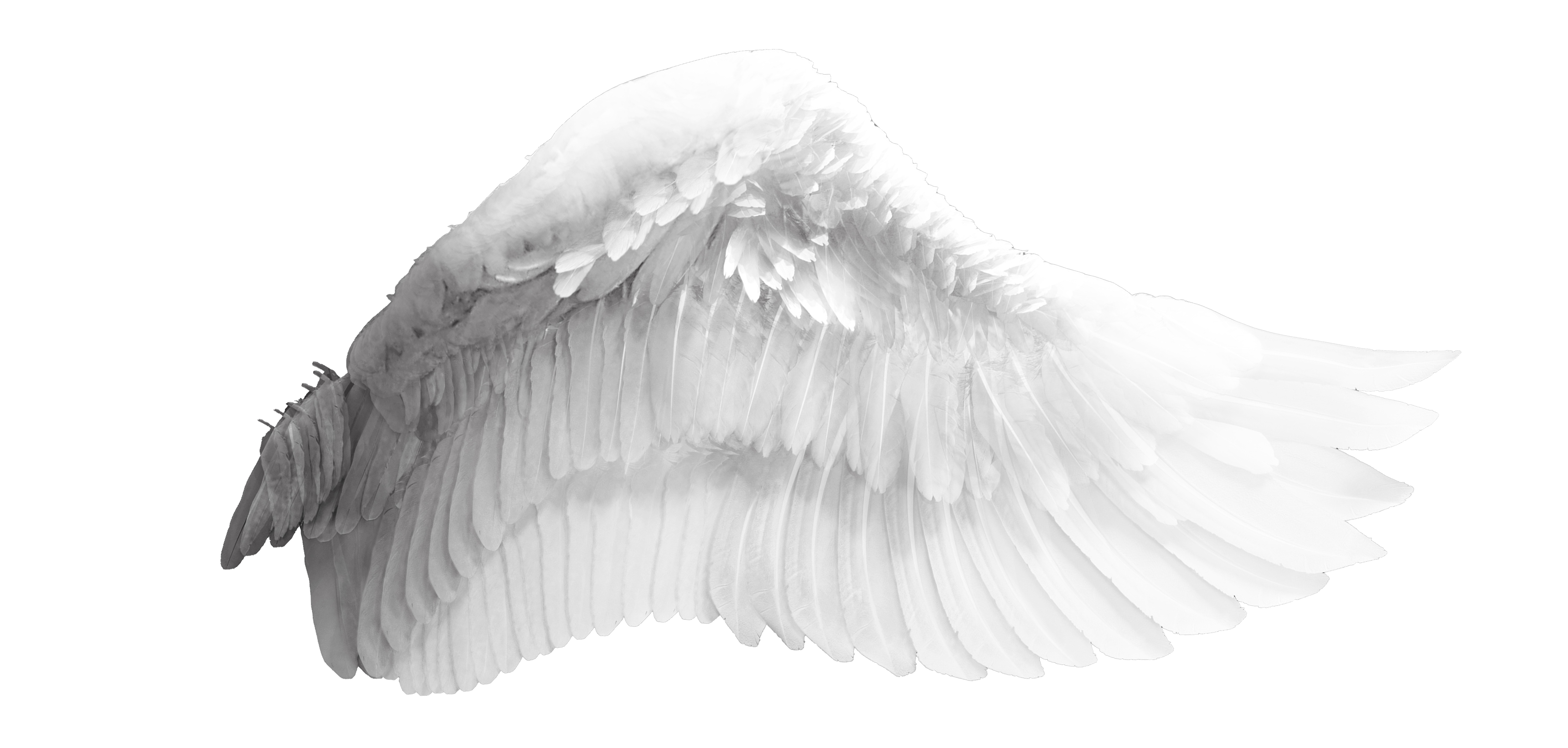 Wings Wing Angel Bird Free Transparent Image HQ Transparent PNG Image