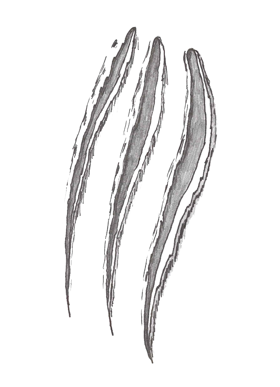 Claw Scratches File Transparent PNG Image