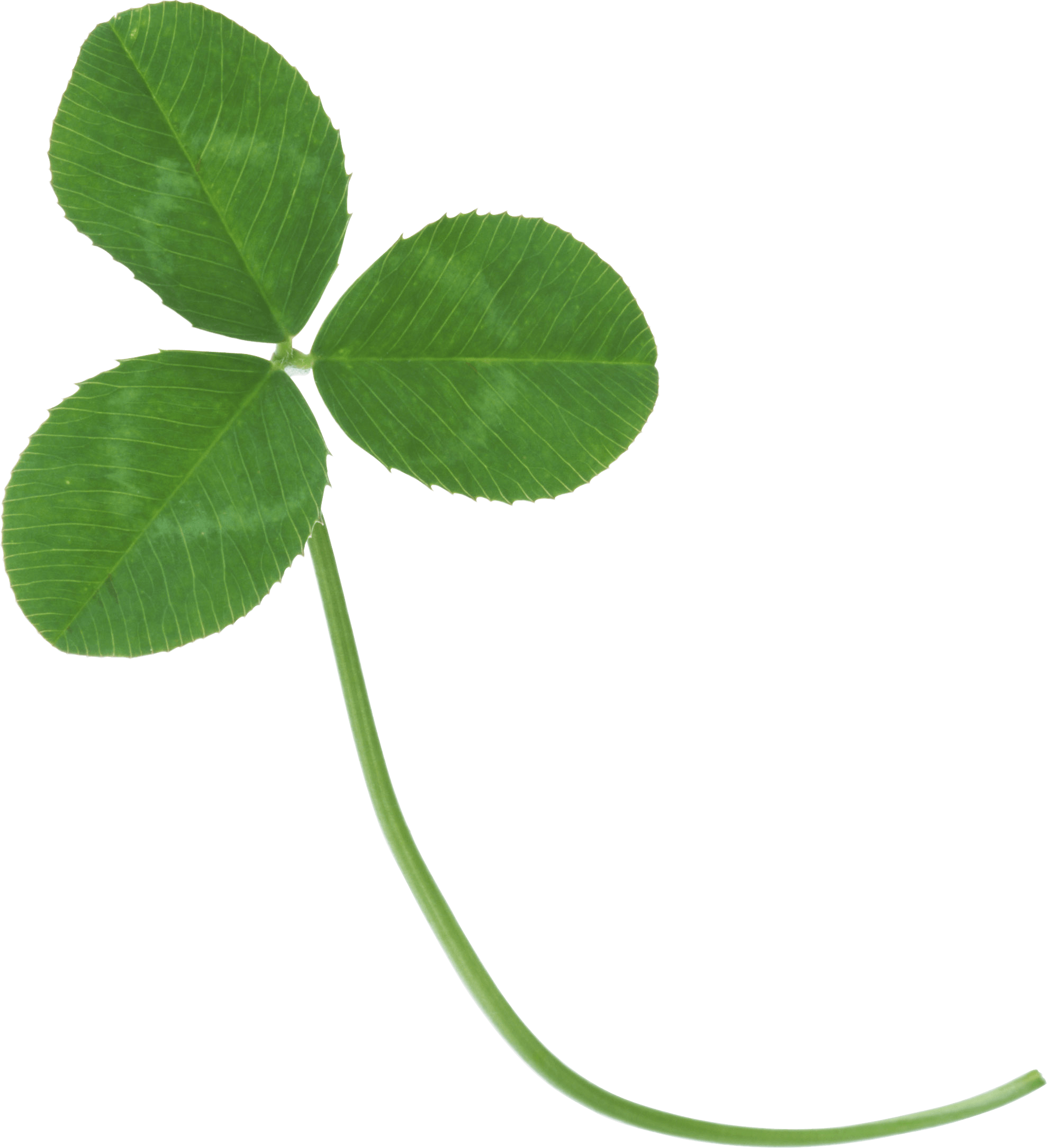 Clover Png Image Transparent PNG Image