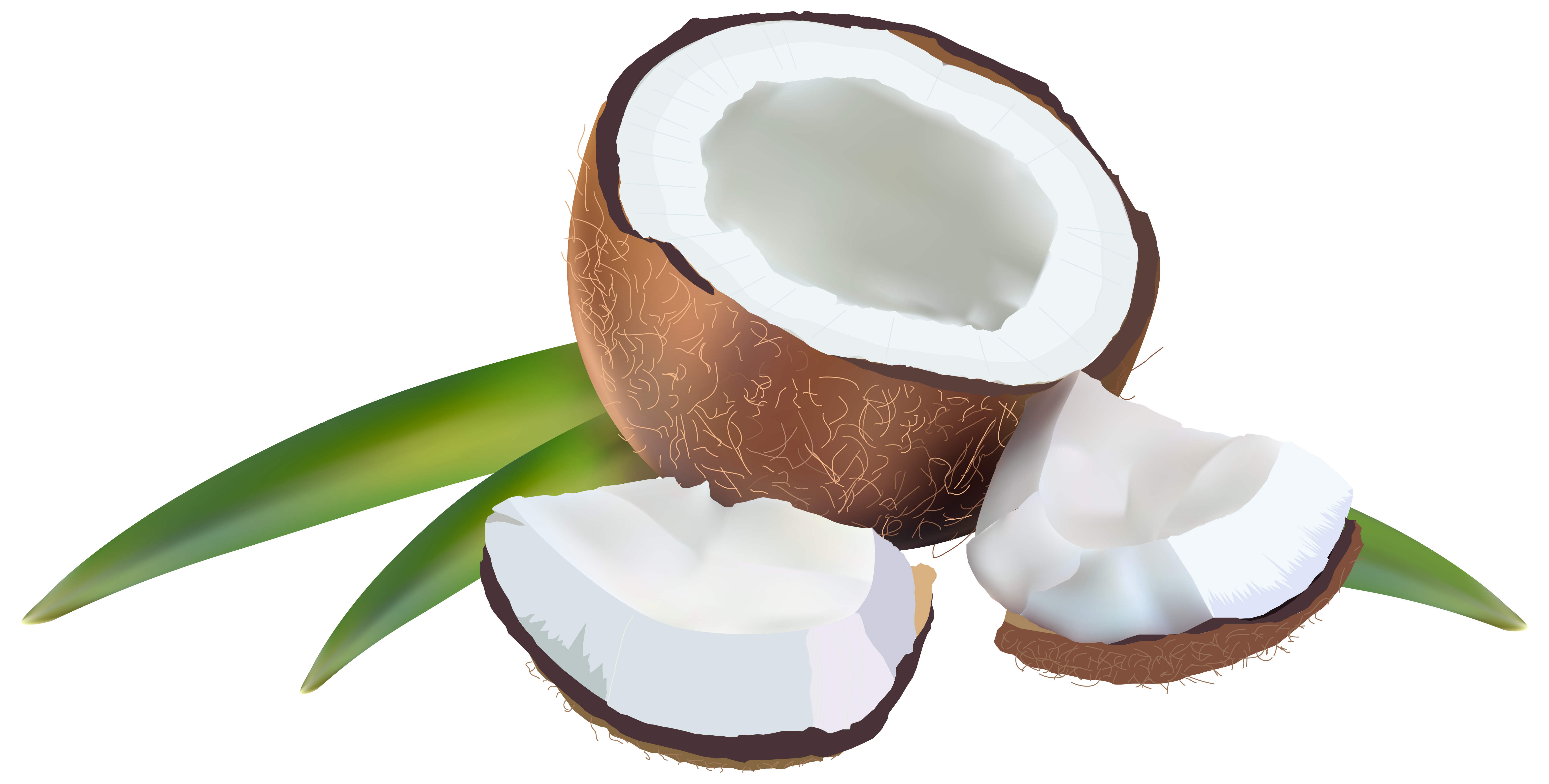 Coconut Transparent Transparent PNG Image