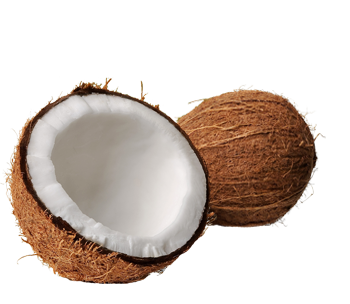 Coconut Png Clipart Transparent PNG Image