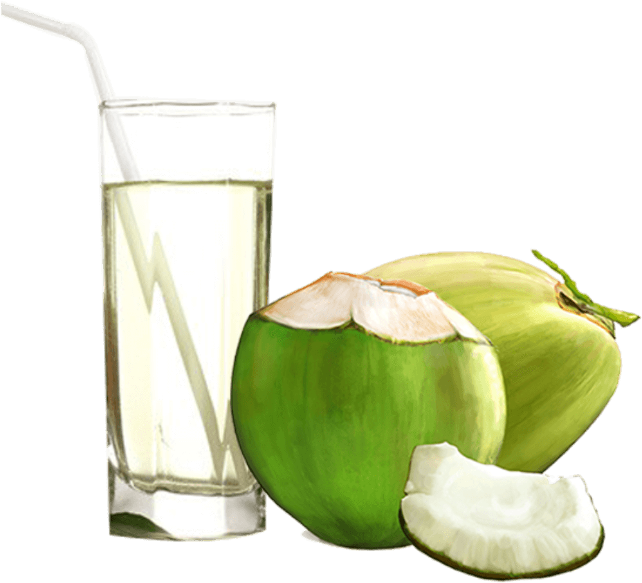 Fresh Coconut Pic Green PNG File HD Transparent PNG Image