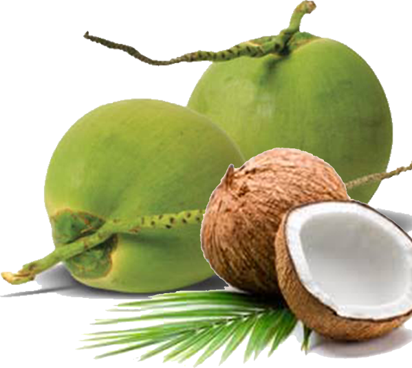 Green Coconut Organic Free HQ Image Transparent PNG Image