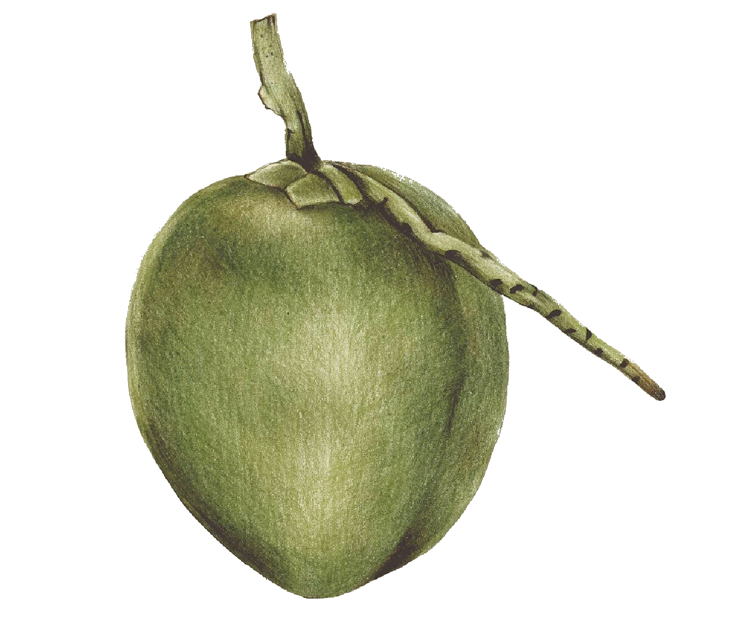 Green Coconut Organic PNG Free Photo Transparent PNG Image