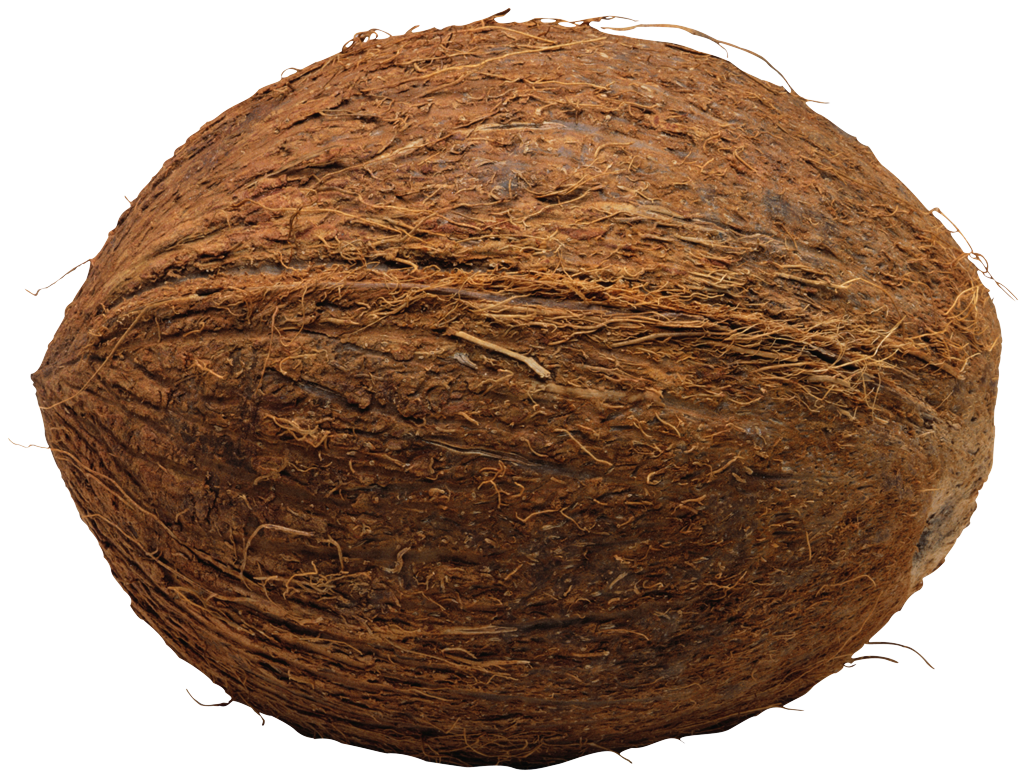 Coconut Png File Transparent PNG Image