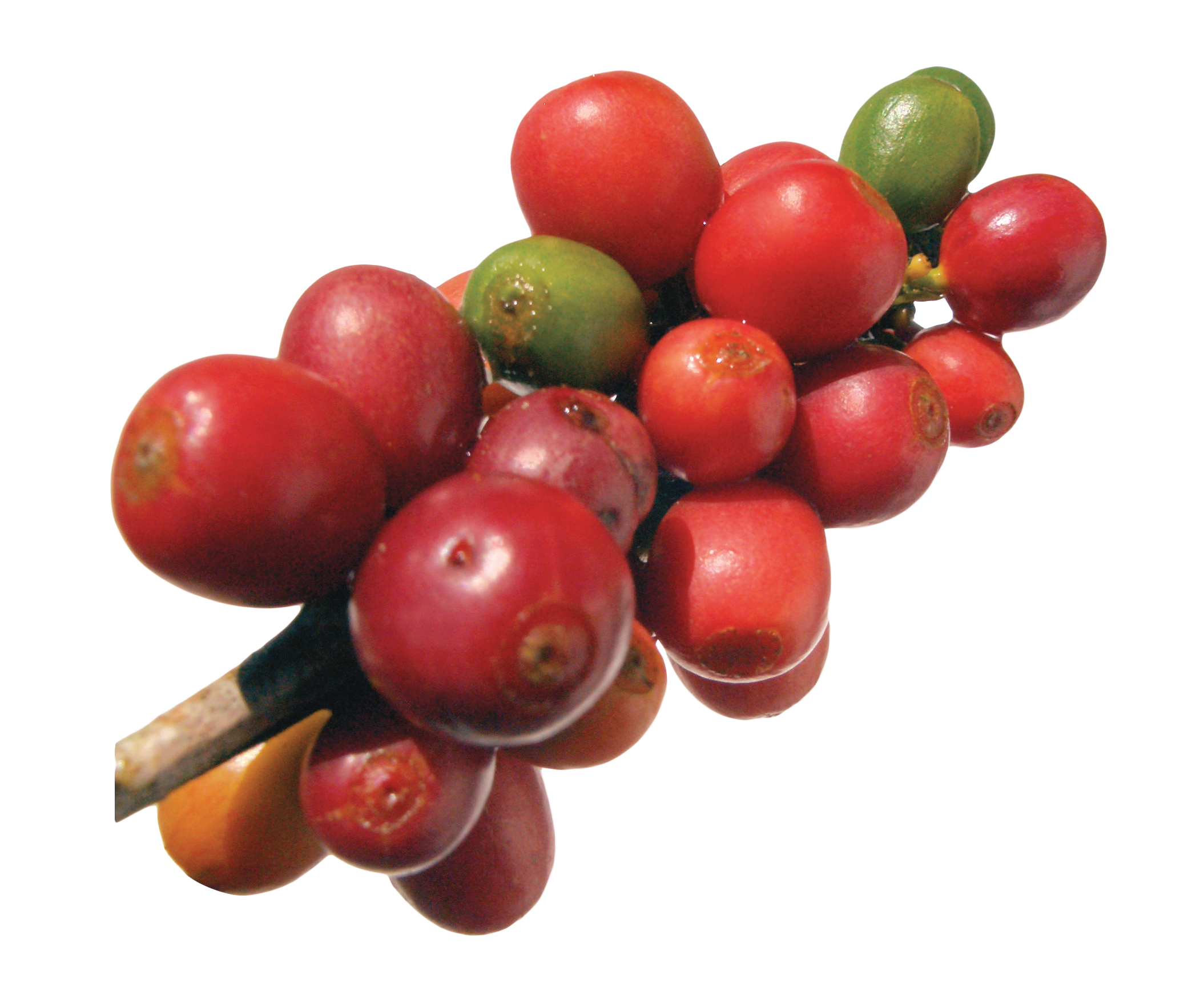 Coffee Robusta Di Bean Frutti Arabica Beans Transparent PNG Image