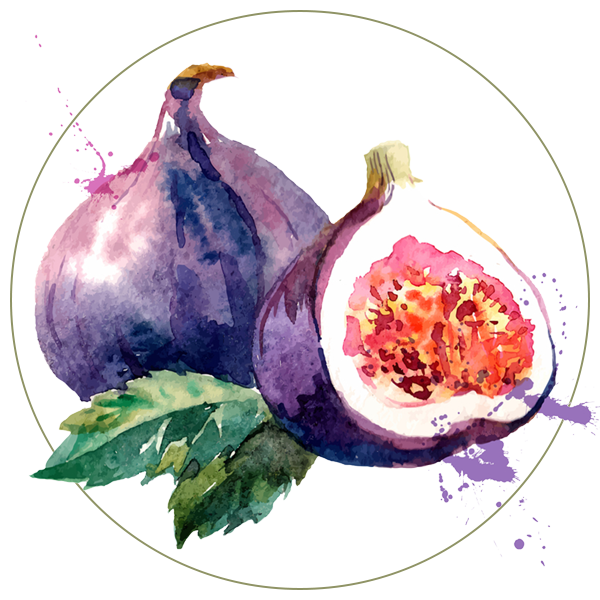 Watercolor Fig Free Download PNG HQ Transparent PNG Image