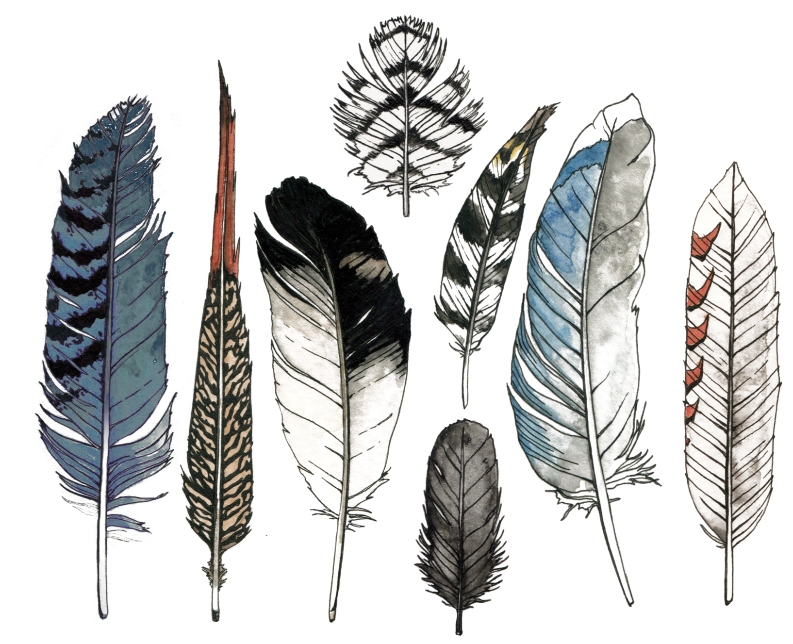 Watercolor Feather PNG Free Photo Transparent PNG Image