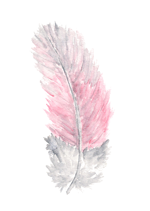 Watercolor Feather Free Clipart HQ Transparent PNG Image