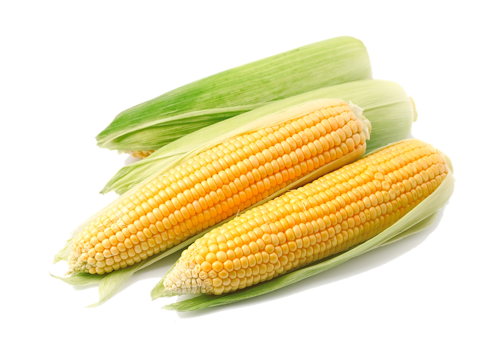 Corn Png File Transparent PNG Image