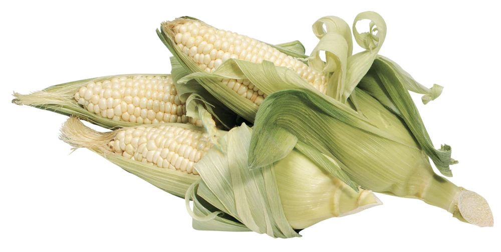 Baby Maize Corn Cobs Free Download PNG HD Transparent PNG Image