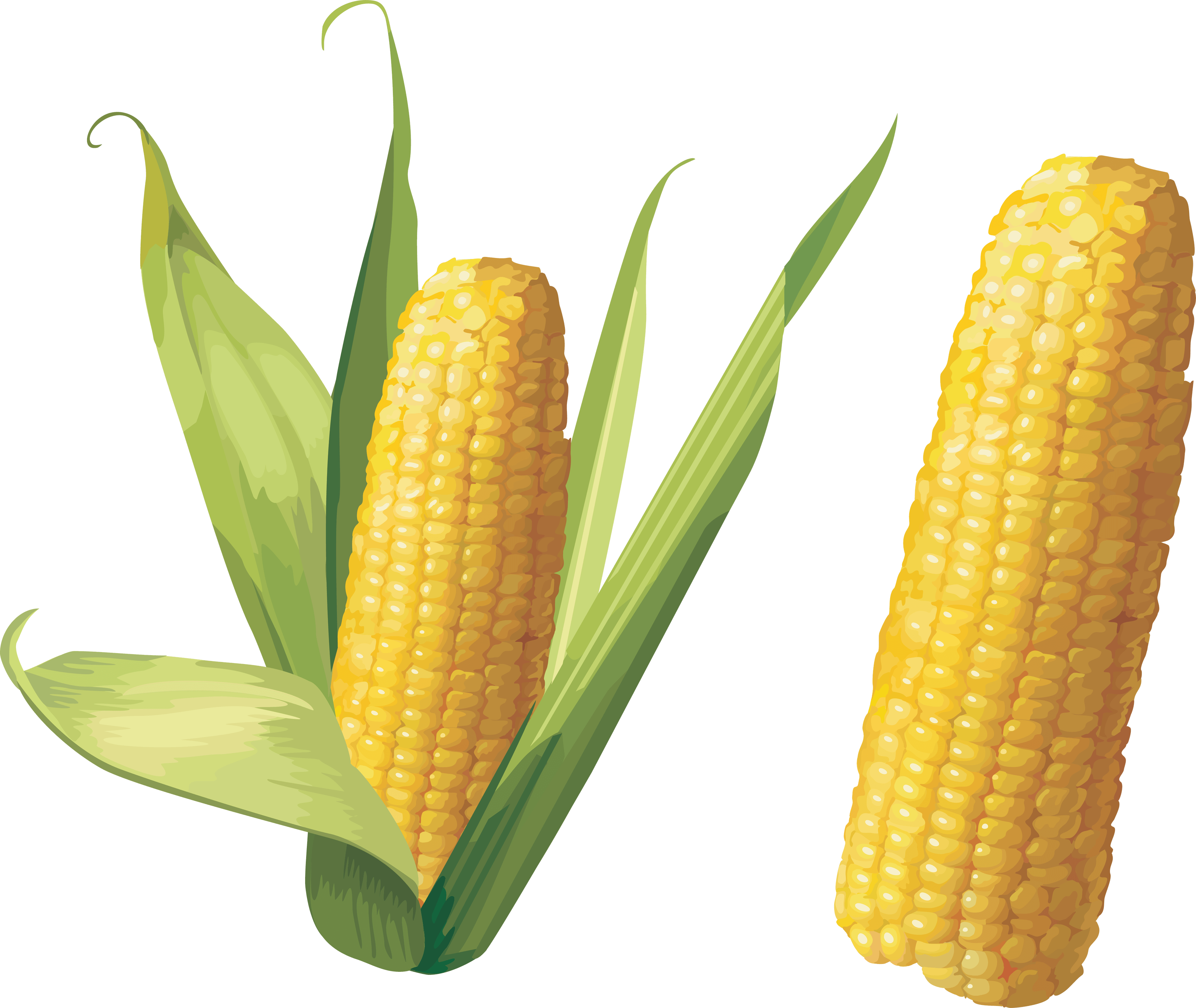 Corn Png Image Transparent PNG Image