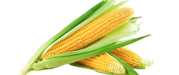 Corn Png Hd Transparent PNG Image