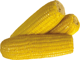 Corn Png Image Transparent PNG Image