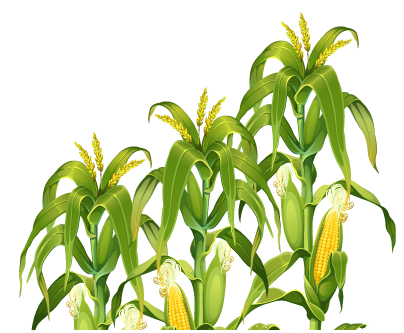 Corn Field Transparent PNG Image