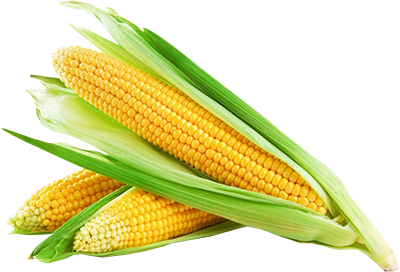 Corn Cob Transparent PNG Image