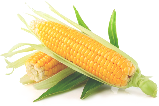 Yellow Corn Transparent PNG Image