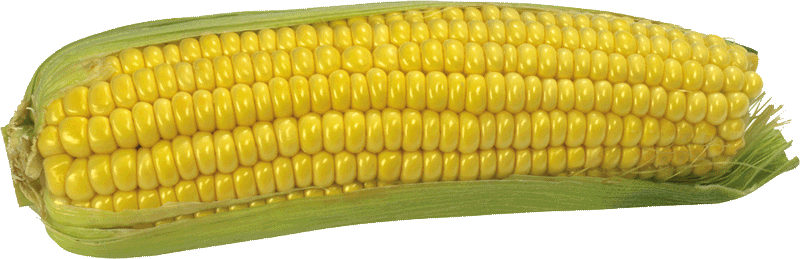 Corn Png Image Transparent PNG Image