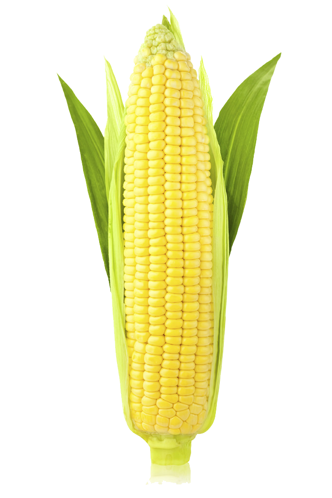 Corn Png Image Transparent PNG Image