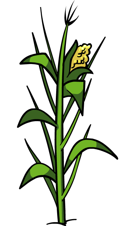 Corn Plant File Transparent PNG Image