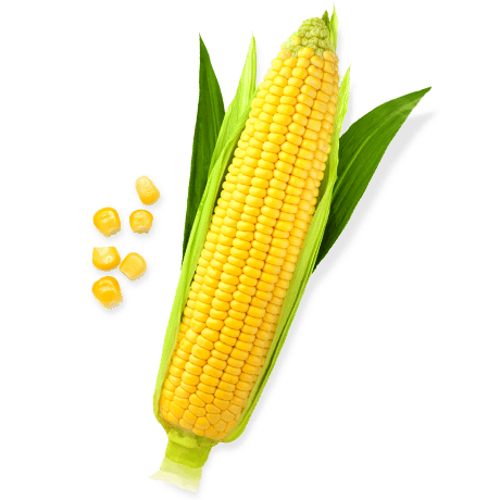 Sweet Corn File Transparent PNG Image