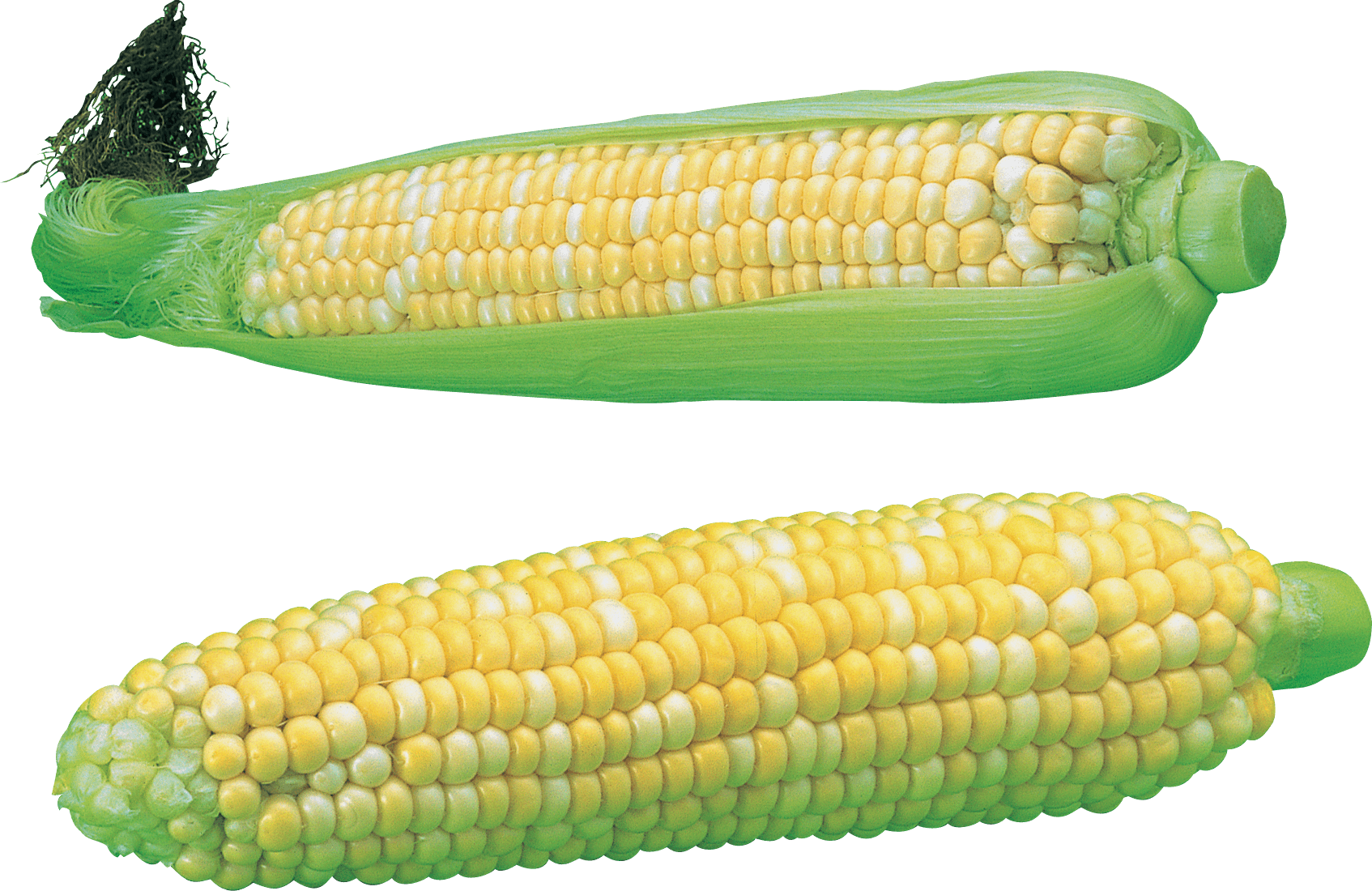 Corn Png Image Transparent PNG Image