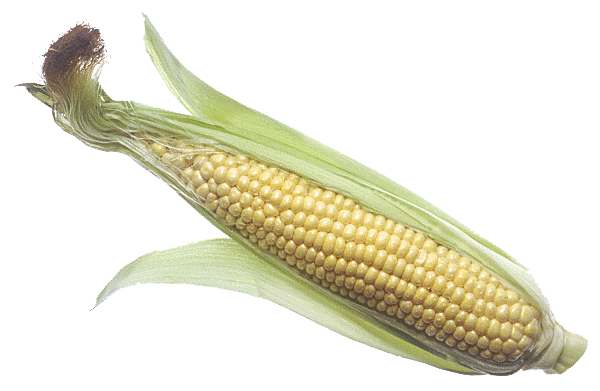 Corn Cob Image Transparent PNG Image