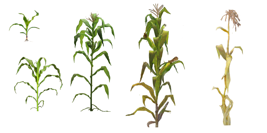 Corn Plant Transparent PNG Image