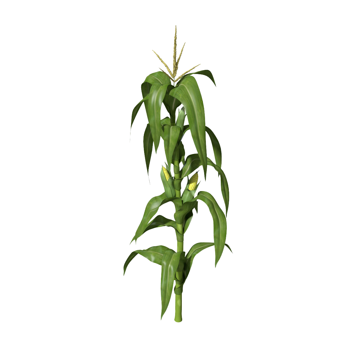 Corn Plant Clipart Transparent PNG Image