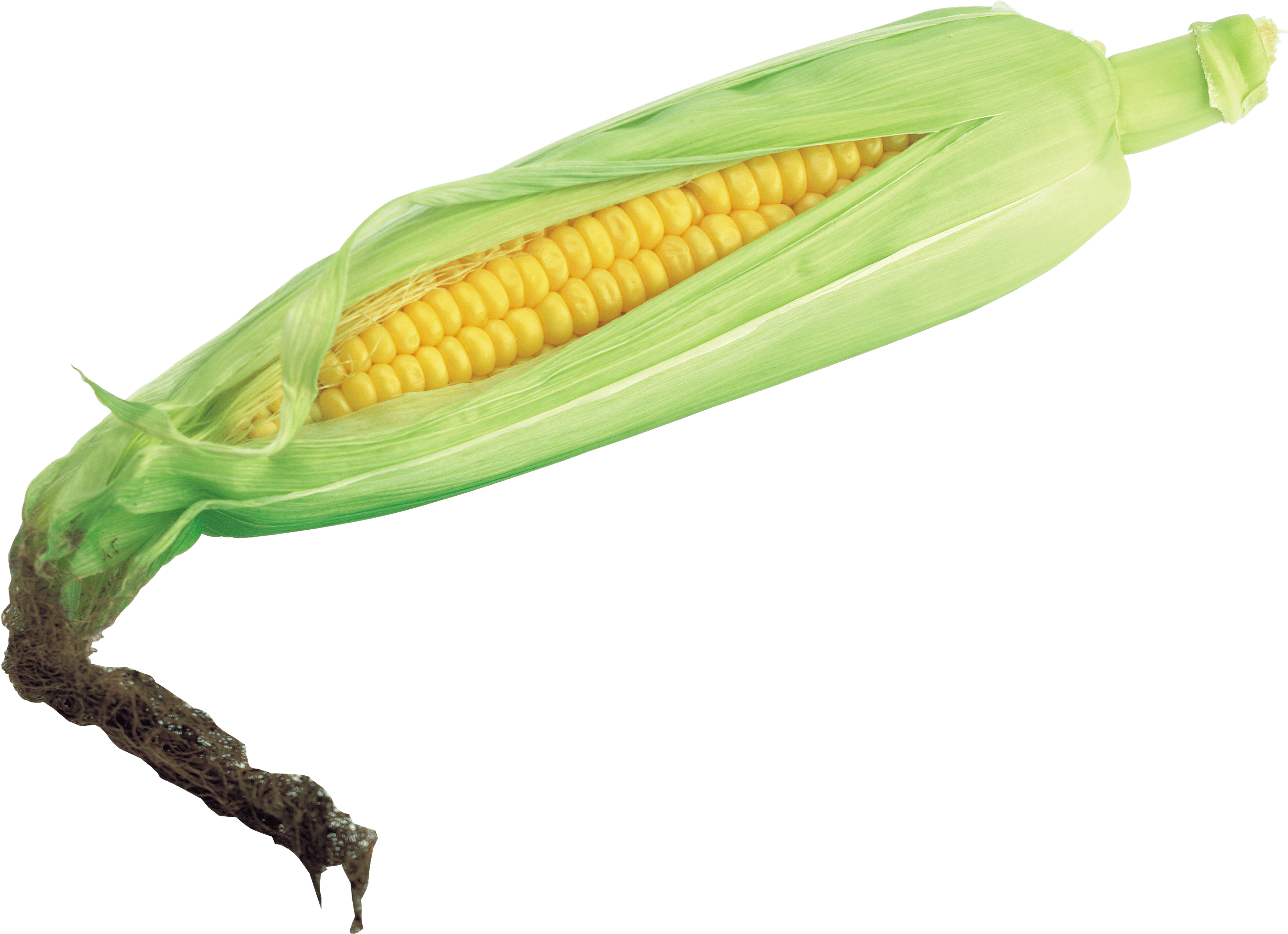 Corn Png Image Transparent PNG Image