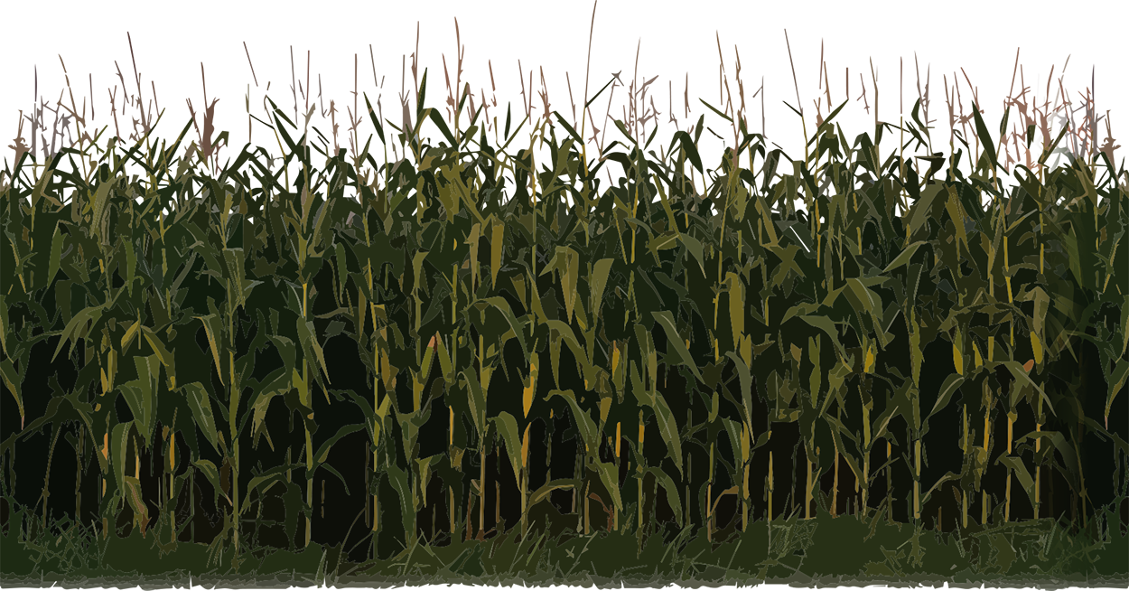 Corn Plant Image Transparent PNG Image