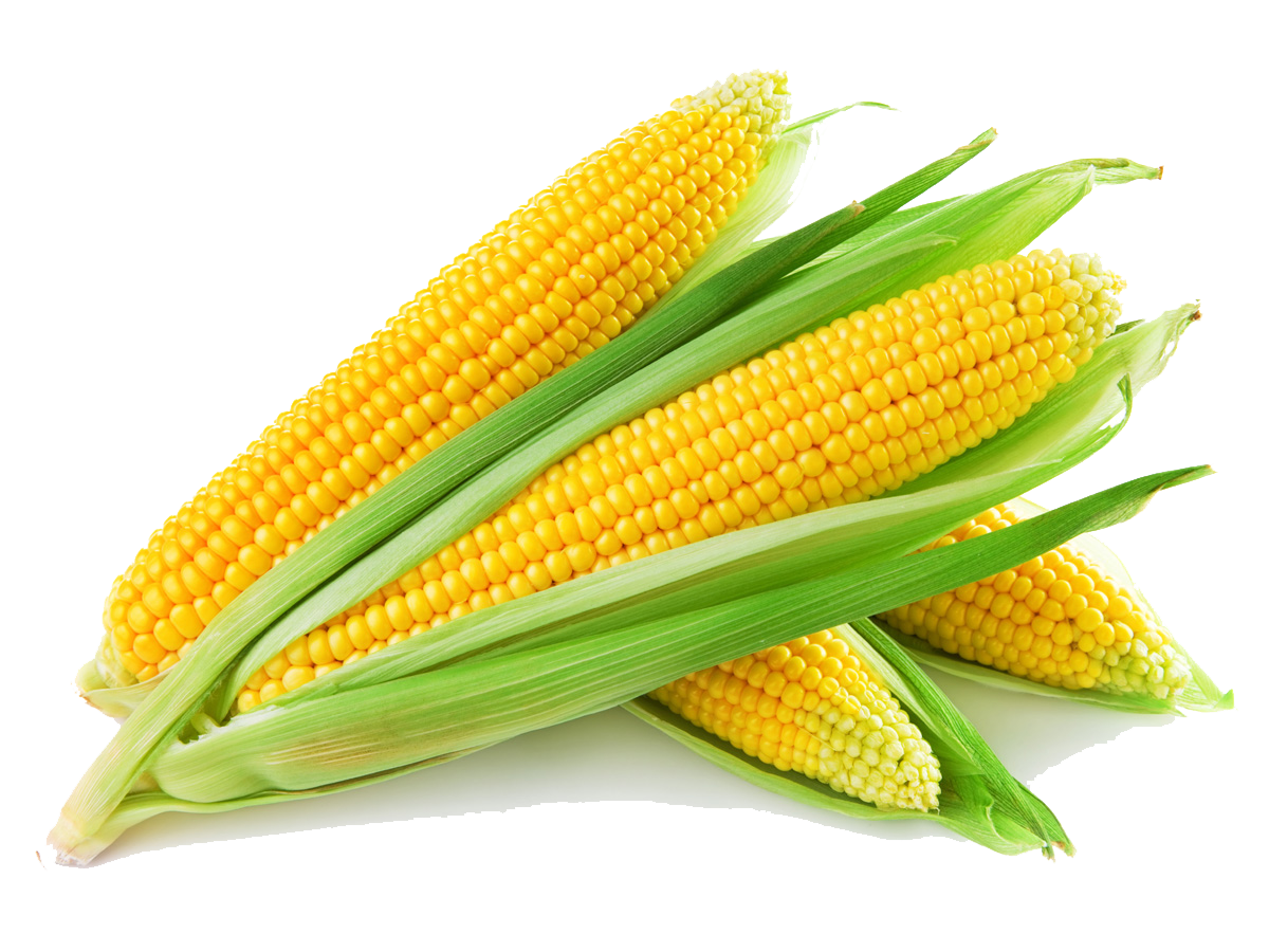 Sweet Corn Transparent PNG Image