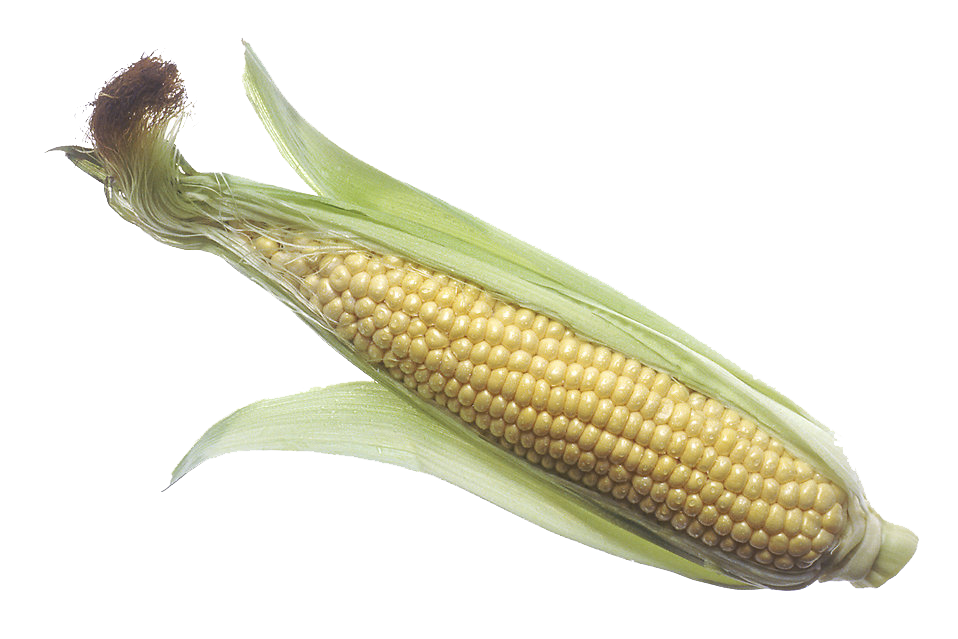 Corn Png Transparent PNG Image