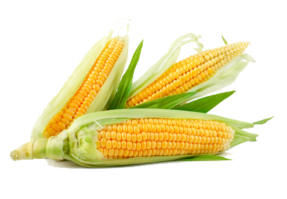 Corn Transparent Transparent PNG Image