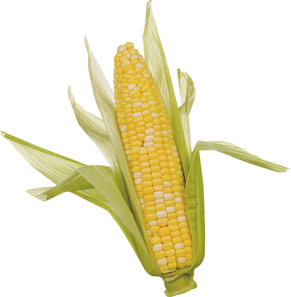 Corn Png Clipart Transparent PNG Image