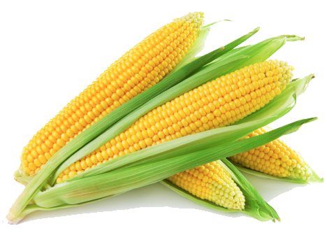 Corn Free Download Png Transparent PNG Image