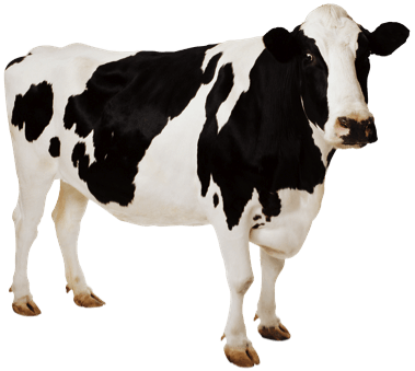 Cow Png Image Transparent PNG Image