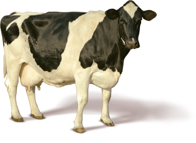 Cow Png Image Transparent PNG Image