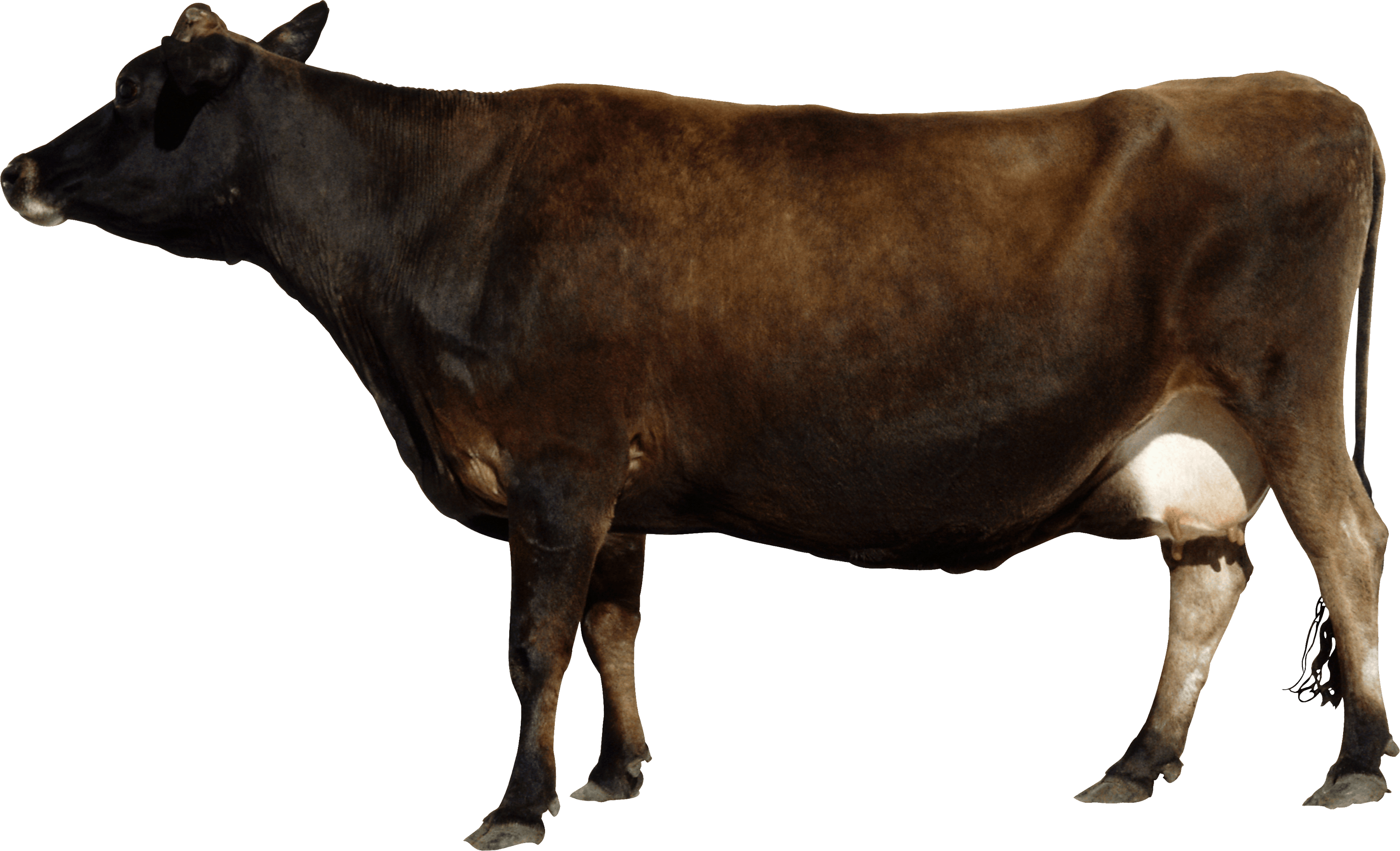 Cow Png Image Transparent PNG Image