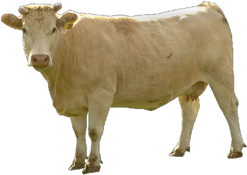 Beige Cow Png Image Transparent PNG Image