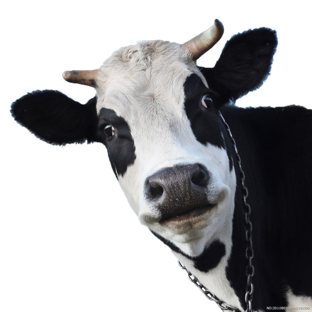 Sheep Friesian Cow Wallpaper Milk Cows Cattle Transparent PNG Image