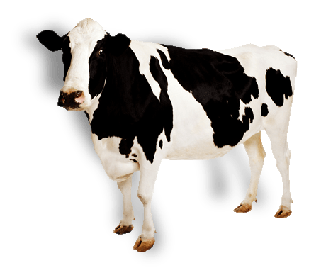 Cow Png Image Transparent PNG Image