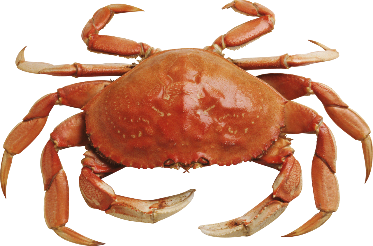 Crab Free Download Png Transparent PNG Image