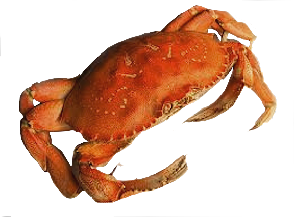 Crab Png Picture Transparent PNG Image