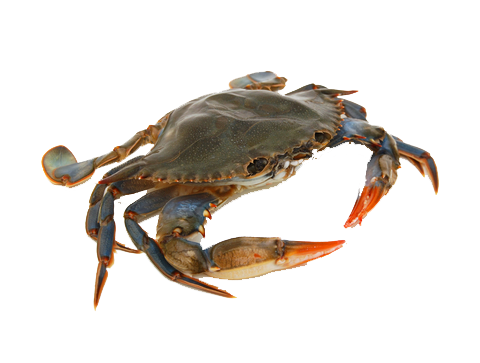 Crab Picture Transparent PNG Image