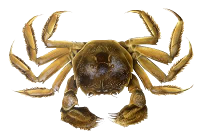 Crab Png Clipart Transparent PNG Image