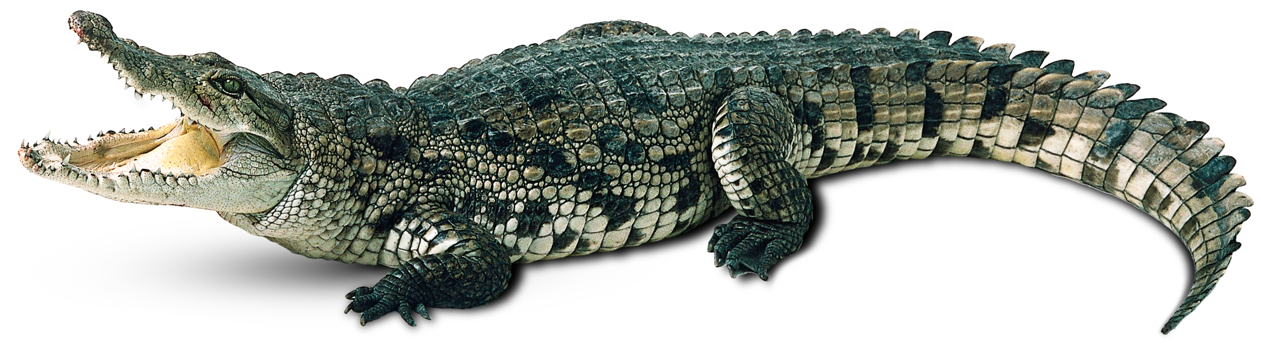 Crocodile Free Png Image Transparent PNG Image