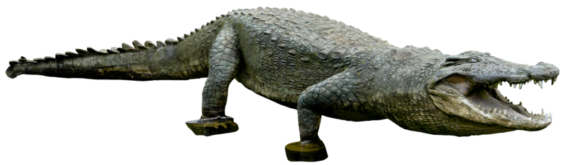 Crocodile Png Clipart Transparent PNG Image