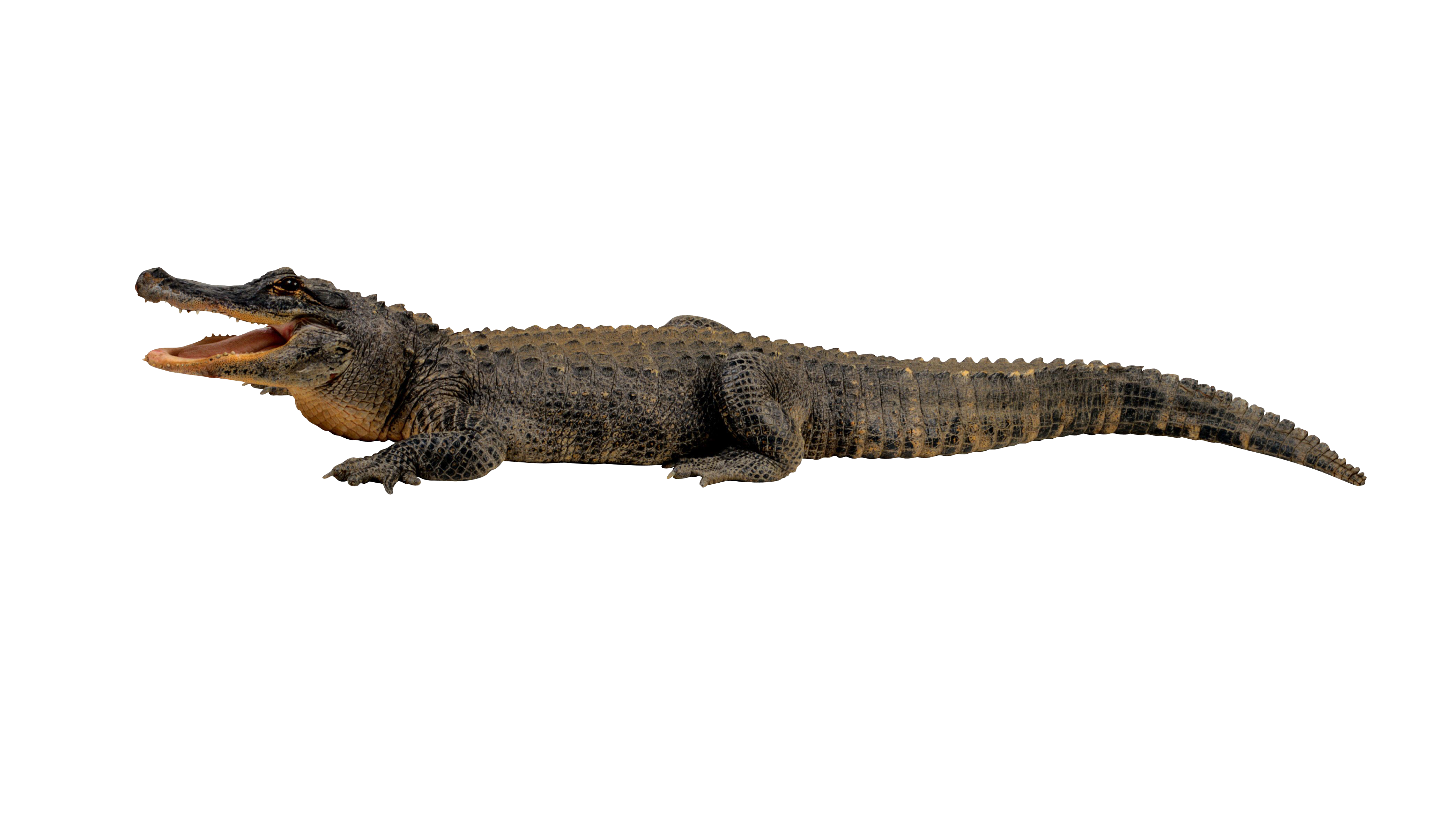 Crocodile Transparent Transparent PNG Image