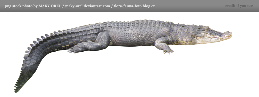 Crocodile Png Hd Transparent PNG Image